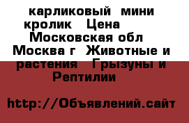 карликовый  мини кролик › Цена ­ 500 - Московская обл., Москва г. Животные и растения » Грызуны и Рептилии   